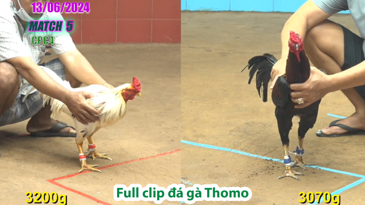 CPC4-TRẬN 5 | đá gà Thomo | 13/06/2025