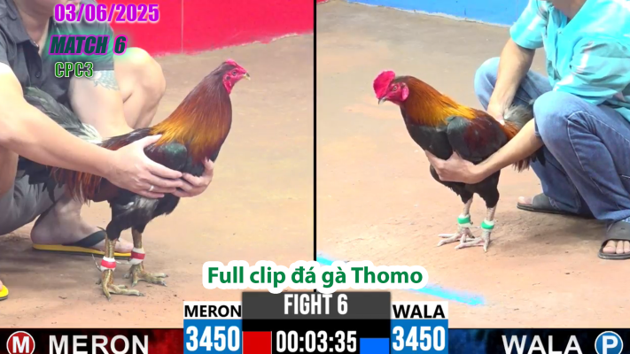 CPC3-TRẬN 6 | đá gà Thomo | 03/06/2025