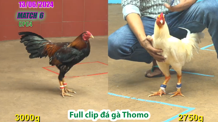 CPC4-TRẬN 6 | đá gà Thomo | 13/06/2025