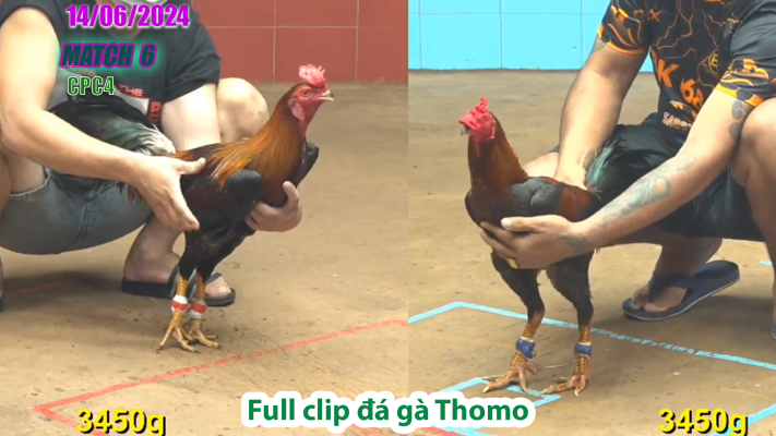 CPC4-TRẬN 6 | đá gà Thomo | 14/06/2025