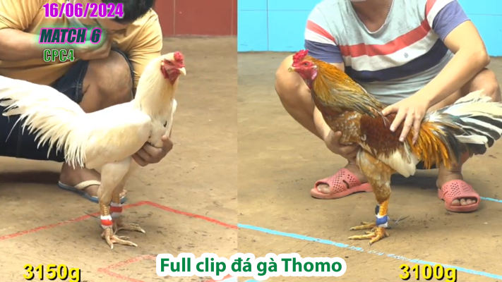 CPC4-TRẬN 6 | đá gà Thomo | 16/06/2025