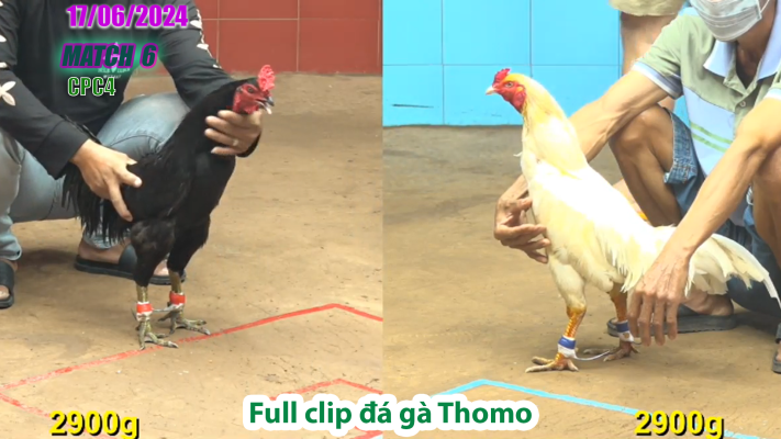 CPC4-TRẬN 6 | đá gà Thomo | 17/06/2025