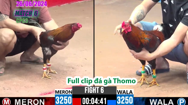 CPC3-TRẬN 6 | đá gà Thomo | 26/06/2025