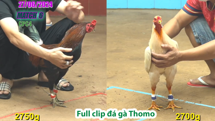 CPC4-TRẬN 6 | đá gà Thomo | 27/06/2025