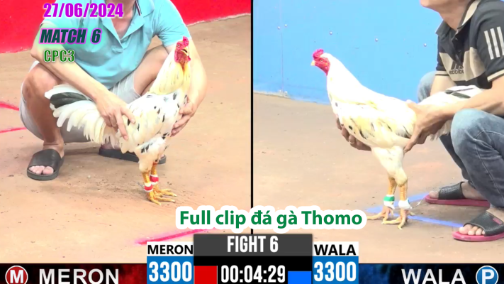 CPC3-TRẬN 6 | đá gà Thomo | 27/06/2025