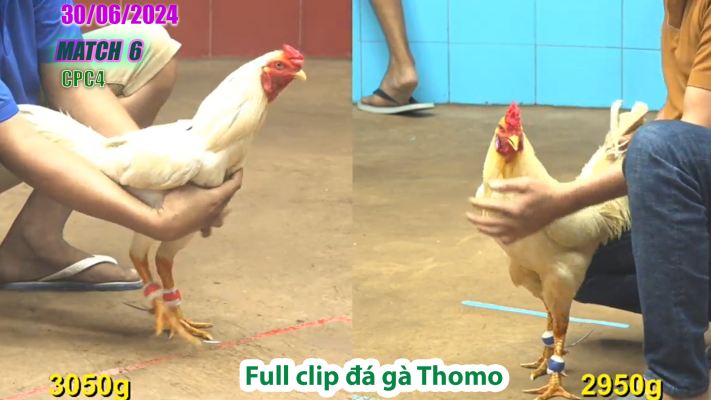 CPC4-TRẬN 6 | đá gà Thomo | 30/06/2025