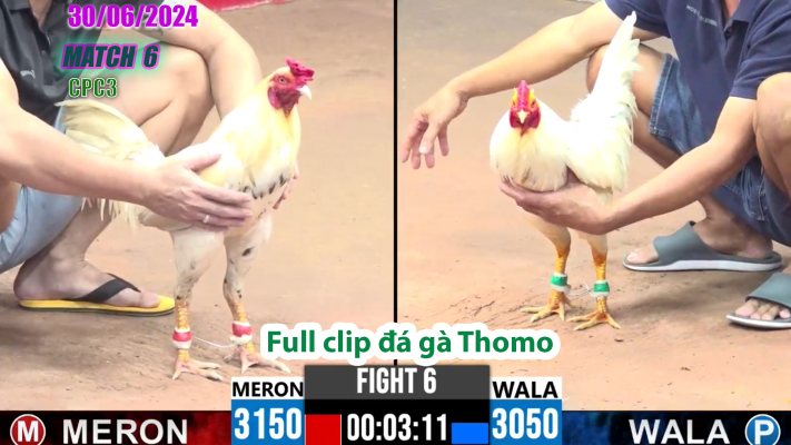 CPC3-TRẬN 6 | đá gà Thomo | 30/06/2025