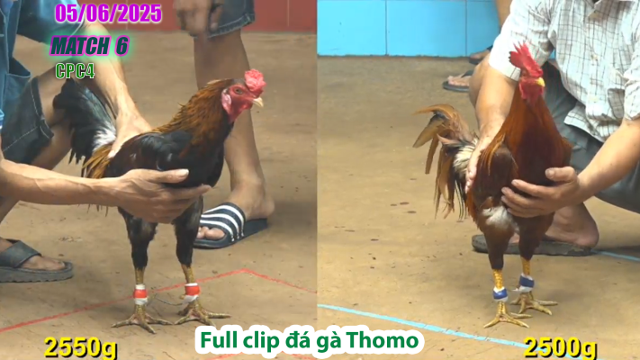 CPC4-TRẬN 6 | đá gà Thomo | 05/06/2025