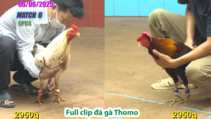 CPC4-TRẬN 6 | đá gà Thomo | 06/06/2025