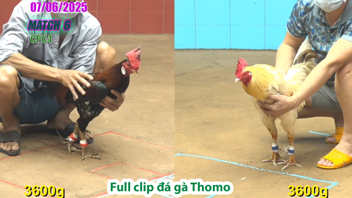 CPC4-TRẬN 6 | đá gà Thomo | 07/06/2025
