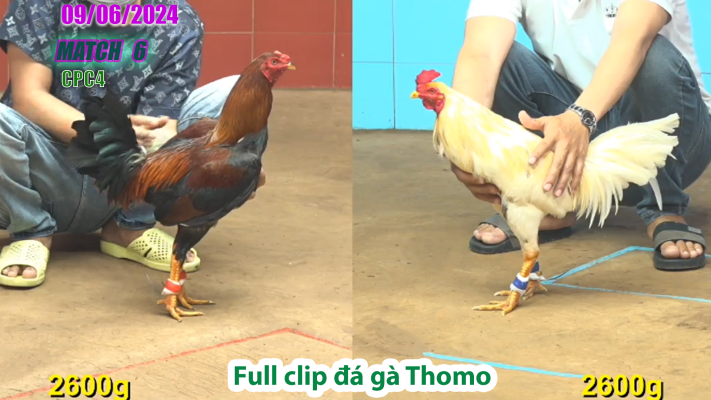 CPC4-TRẬN 6 | đá gà Thomo | 09/06/2025