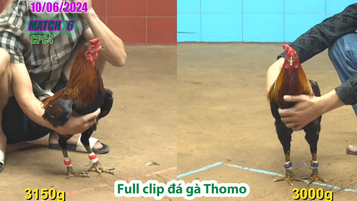 CPC4-TRẬN 6 | đá gà Thomo | 10/06/2025