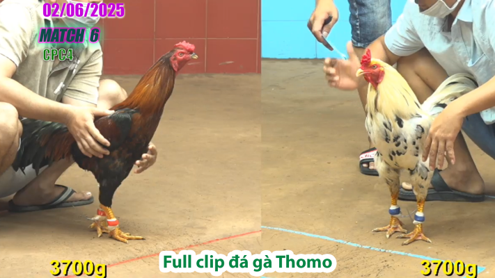 CPC4-TRẬN 6 | đá gà Thomo | 02/06/2025