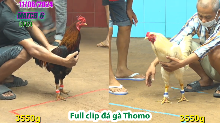 CPC4-TRẬN 6 | đá gà Thomo | 11/06/2025