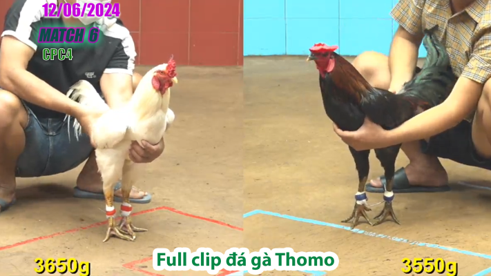 CPC4-TRẬN 6 | đá gà Thomo | 12/06/2025