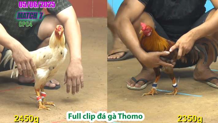CPC4-TRẬN 7 | đá gà Thomo | 05/06/2025