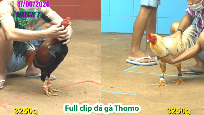 CPC4-TRẬN 7 | đá gà Thomo | 17/06/2025
