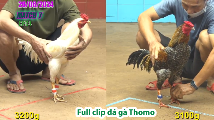 CPC4-TRẬN 7 | đá gà Thomo | 26/06/2025