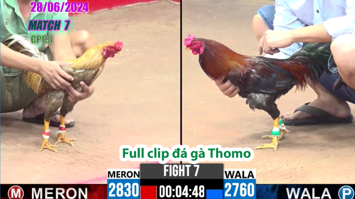 CPC3-TRẬN 7 | đá gà Thomo | 28/06/2025