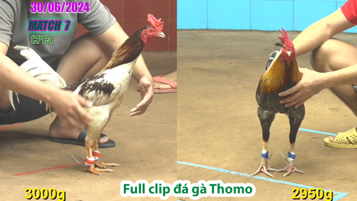 CPC4-TRẬN 7 | đá gà Thomo | 30/06/2025