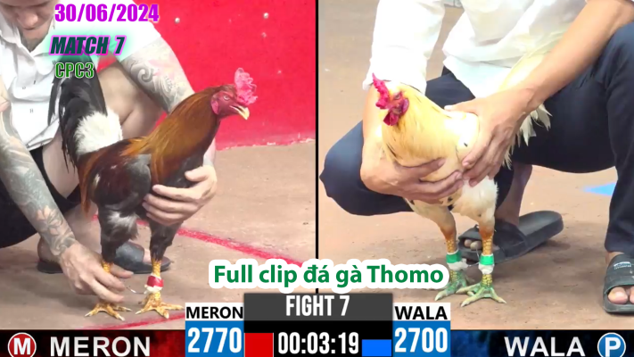 CPC3-TRẬN 7 | đá gà Thomo | 30/06/2025