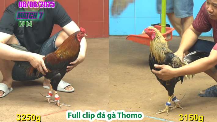 CPC4-TRẬN 7 | đá gà Thomo | 06/06/2025