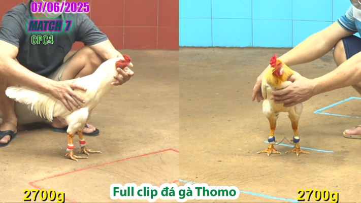 CPC4-TRẬN 7 | đá gà Thomo | 07/06/2025