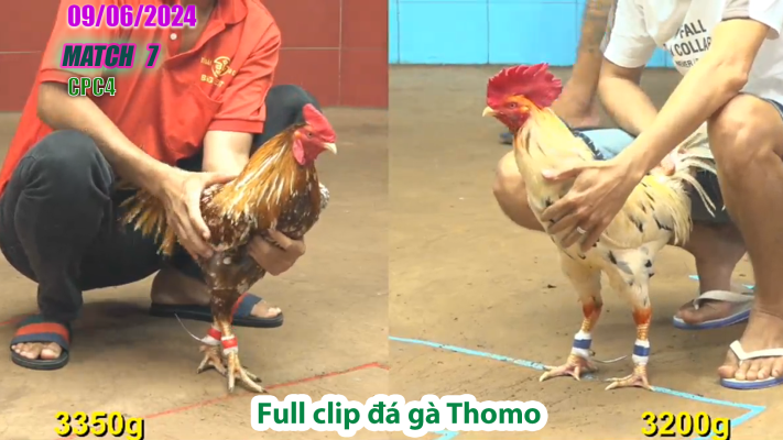 CPC4-TRẬN 7 | đá gà Thomo | 09/06/2025