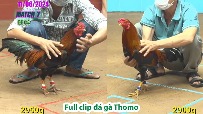 CPC4-TRẬN 7 | đá gà Thomo | 11/06/2025