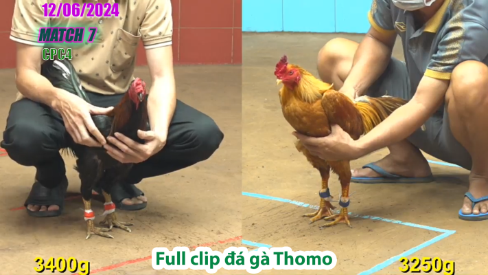 CPC4-TRẬN 7 | đá gà Thomo | 12/06/2025