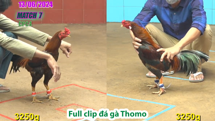CPC4-TRẬN 7 | đá gà Thomo | 13/06/2025