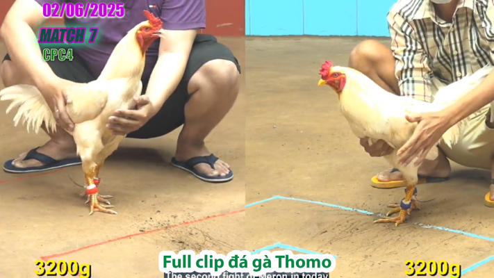 CPC4-TRẬN 7 | đá gà Thomo | 02/06/2025