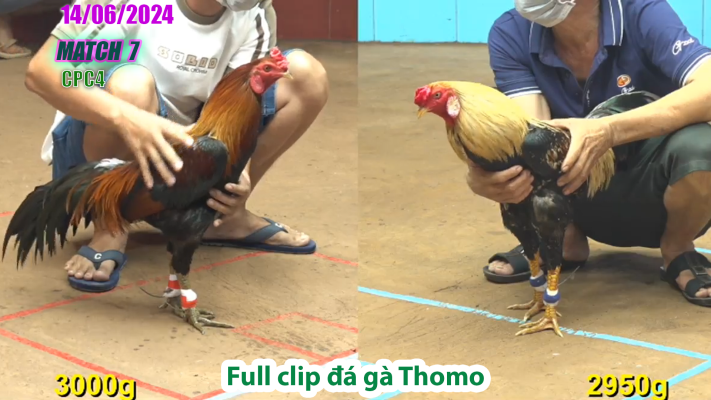 CPC4-TRẬN 7 | đá gà Thomo | 14/06/2025
