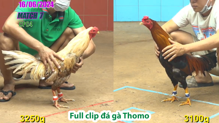 CPC4-TRẬN 7 | đá gà Thomo | 16/06/2025
