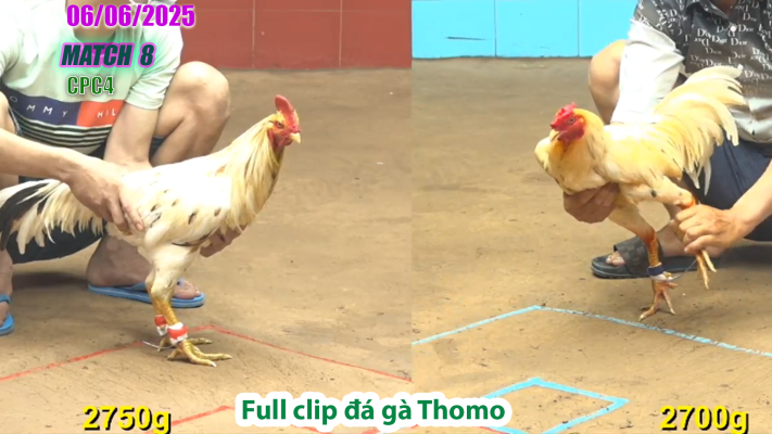 CPC4-TRẬN 8 | đá gà Thomo | 06/06/2025