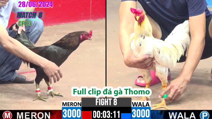 CPC3-TRẬN 8 | đá gà Thomo | 28/06/2025
