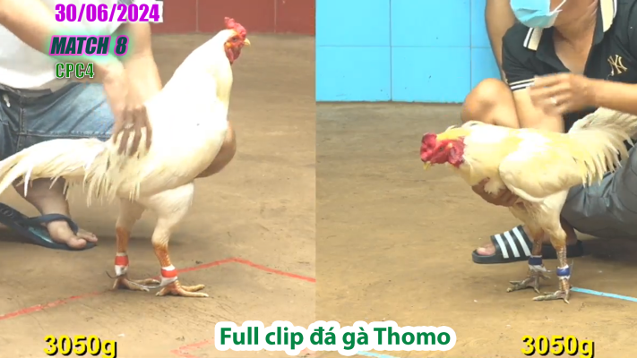 CPC4-TRẬN 8 | đá gà Thomo | 30/06/2025