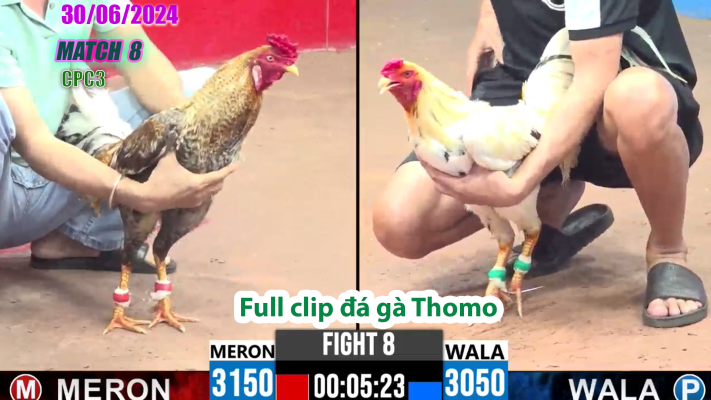 CPC3-TRẬN 8 | đá gà Thomo | 30/06/2025