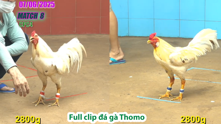 CPC4-TRẬN 8 | đá gà Thomo | 07/06/2025