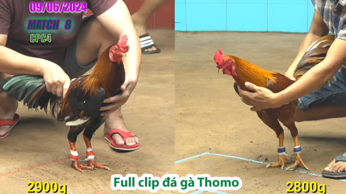 CPC4-TRẬN 8 | đá gà Thomo | 09/06/2025