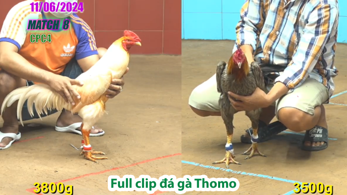 CPC4-TRẬN 8 | đá gà Thomo | 11/06/2025
