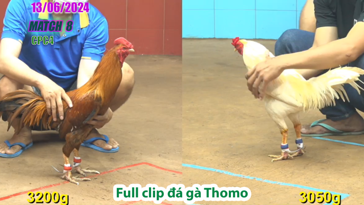 CPC4-TRẬN 8 | đá gà Thomo | 13/06/2025