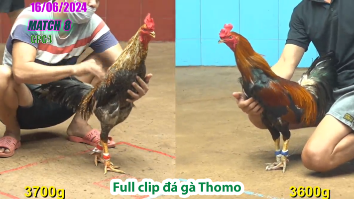 CPC4-TRẬN 8 | đá gà Thomo | 16/06/2025