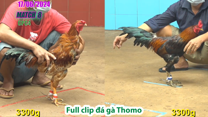 CPC4-TRẬN 8 | đá gà Thomo | 17/06/2025