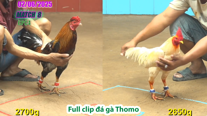 CPC4-TRẬN 8 | đá gà Thomo | 02/06/2025