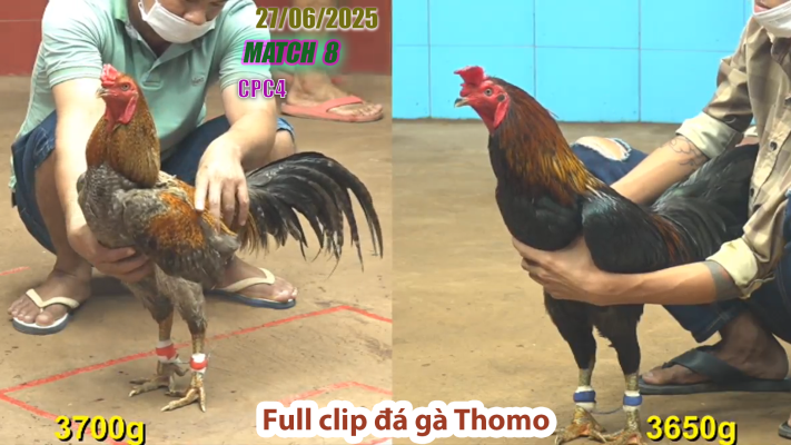 CPC4-TRẬN 8 | đá gà Thomo | 27/06/2025
