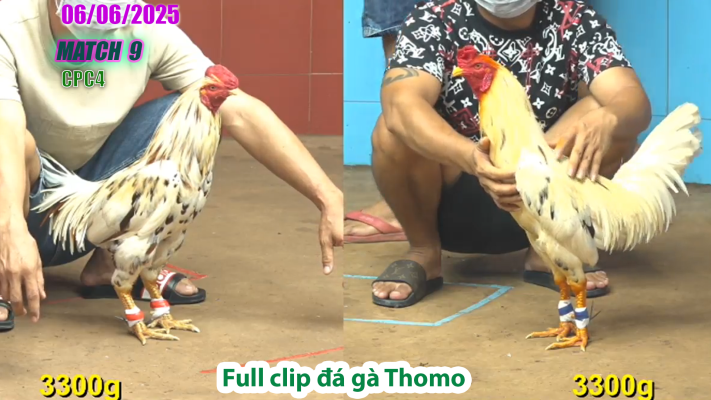 CPC4-TRẬN 9 | đá gà Thomo | 06/06/2025