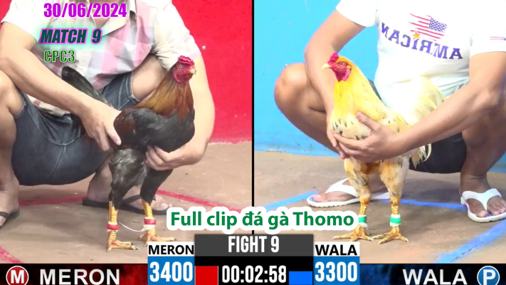 CPC3-TRẬN 9 | đá gà Thomo | 30/06/2025