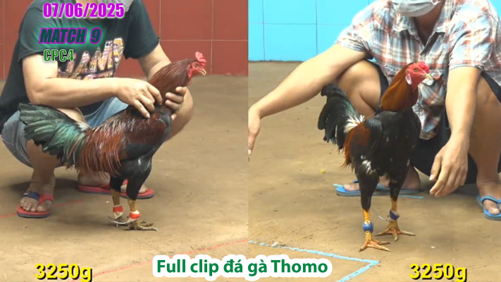 CPC4-TRẬN 9 | đá gà Thomo | 07/06/2025