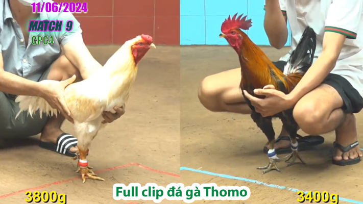 CPC4-TRẬN 9 | đá gà Thomo | 11/06/2025